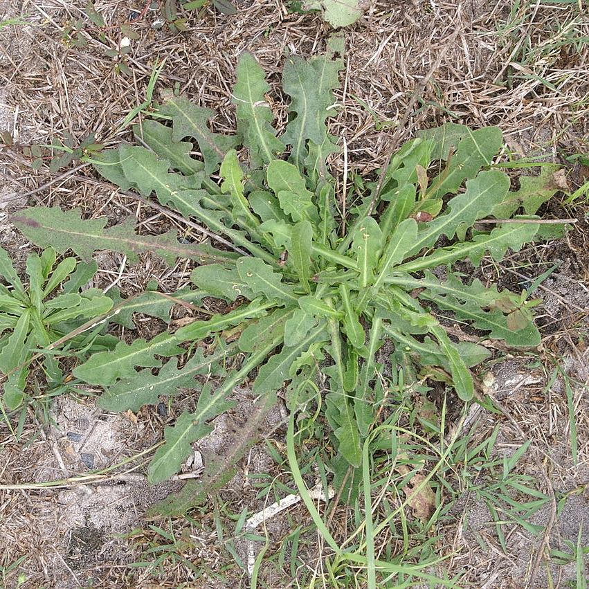 HorseDVM's tweet photo. Chase's Australian Stringhalt https://t.co/L50AlCwqi9 #horses #equine #equestrian https://t.co/a2g4a3bCh3
