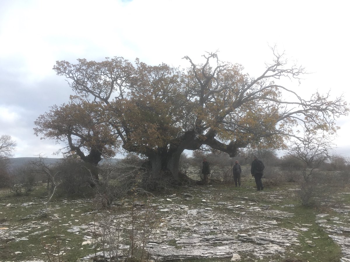 ProNaturaSE's tweet photo. One of my favourite places ever Sierra de Andia, Navarra https://t.co/97ic5ewjt0
