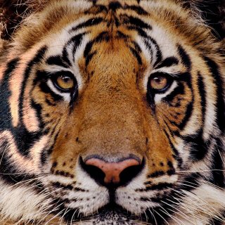 marinemrk's tweet photo. On vient d’abattre un tigre à Paris.
Ça inspire des vannes à certains.
Moi ça me fait chier qu’on flingue un animal échappé d’un cirque dans lequel il n’avait rien à faire à la base. 
Il reste moins de 4000 tigres à l’état sauvage. https://t.co/SG2pUJFyRi