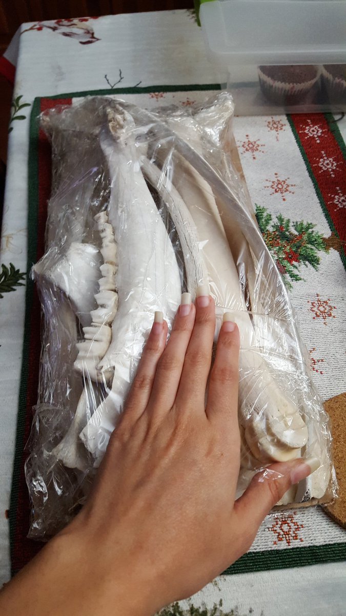 CassKingNovels's tweet photo. I've ordered three pounds of bones. So far I am pleased with them!
#bones #animalbones #skeleton #animalskeleton #authorlife #morbidcurioscity #letsmakejewelry https://t.co/PrLJaMDlIE