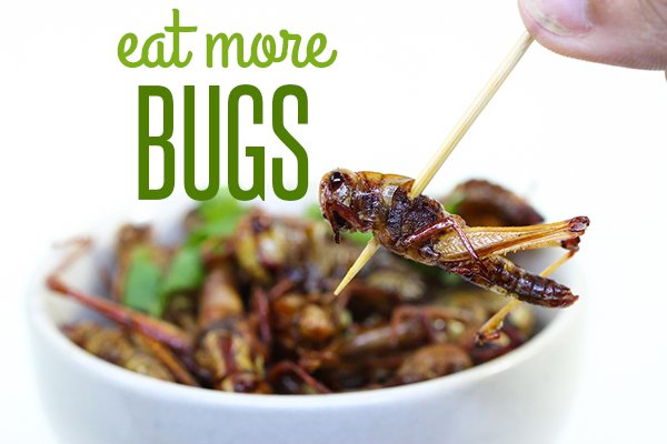 SeginusFarms's tweet photo. WHY NOT?? Visit our website you can still get our products using #BLACKFRIDAY code and get %15 off on any product!! #eatmorebugs #sustainable #tastethechange #protein #healthy https://t.co/mXn3DeiVRJ