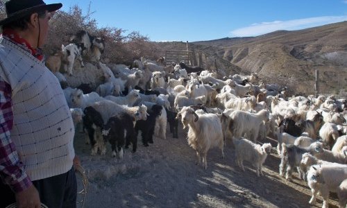 PublicARG's tweet photo. PRODUCCIONES FAMILIARES BUSCAN ENFRENTAR EL CAMBIO CLIMÁTICO
Un equipo de investigadores de la Arg, Perú y Venezuela ganó US$300 mil por el proyecto que busca mejorar la cría de corderos, chivitos y terneros en las zonas áridas y semiáridas
https://t.co/nU0P8XwswN https://t.co/ItVT4mS81q