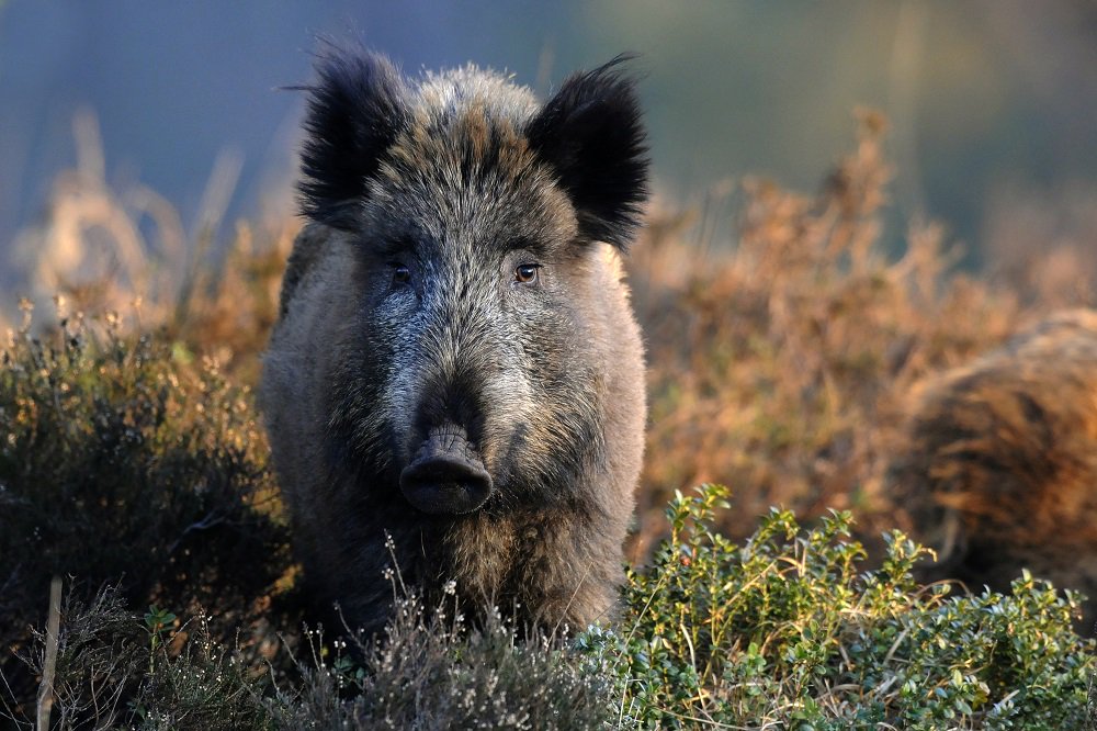HogeVeluwe's tweet photo. Deze maand is de #paartijd van start gegaan voor de wilde #zwijnen in het Park. Deze loopt door tot ongeveer in januari. Met een beetje geluk worden in februari de eerste biggetjes van het nieuwe jaar geboren! https://t.co/35JwWibxK0