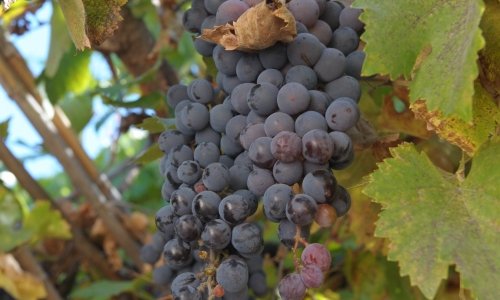 PublicARG's tweet photo. MICROONDAS HOGAREÑOS MEJORAN LA PRODUCCIÓN VITIVINÍCOLA
INTA Mendoza usa esta tecnología p/inhibir enzimas q oxidan el vino y provocan la pérdida d aromas. 
https://t.co/APQZY6lCHW https://t.co/S8VVWSaq1f