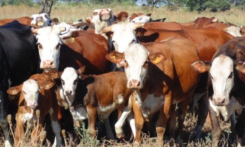 PublicARG's tweet photo. EN SANTIAGO DEL ESTERO MEJORAN HASTA UN 83 % EL ÍNDICE DE PREÑEZ
Para aumentar el n°de terneros al año es necesario organizar el rodeo, planificar la oferta forrajera y hacer un buen manejo sanitario y reproductivo.
https://t.co/ObenHPfFDB https://t.co/5yDfzwd2se