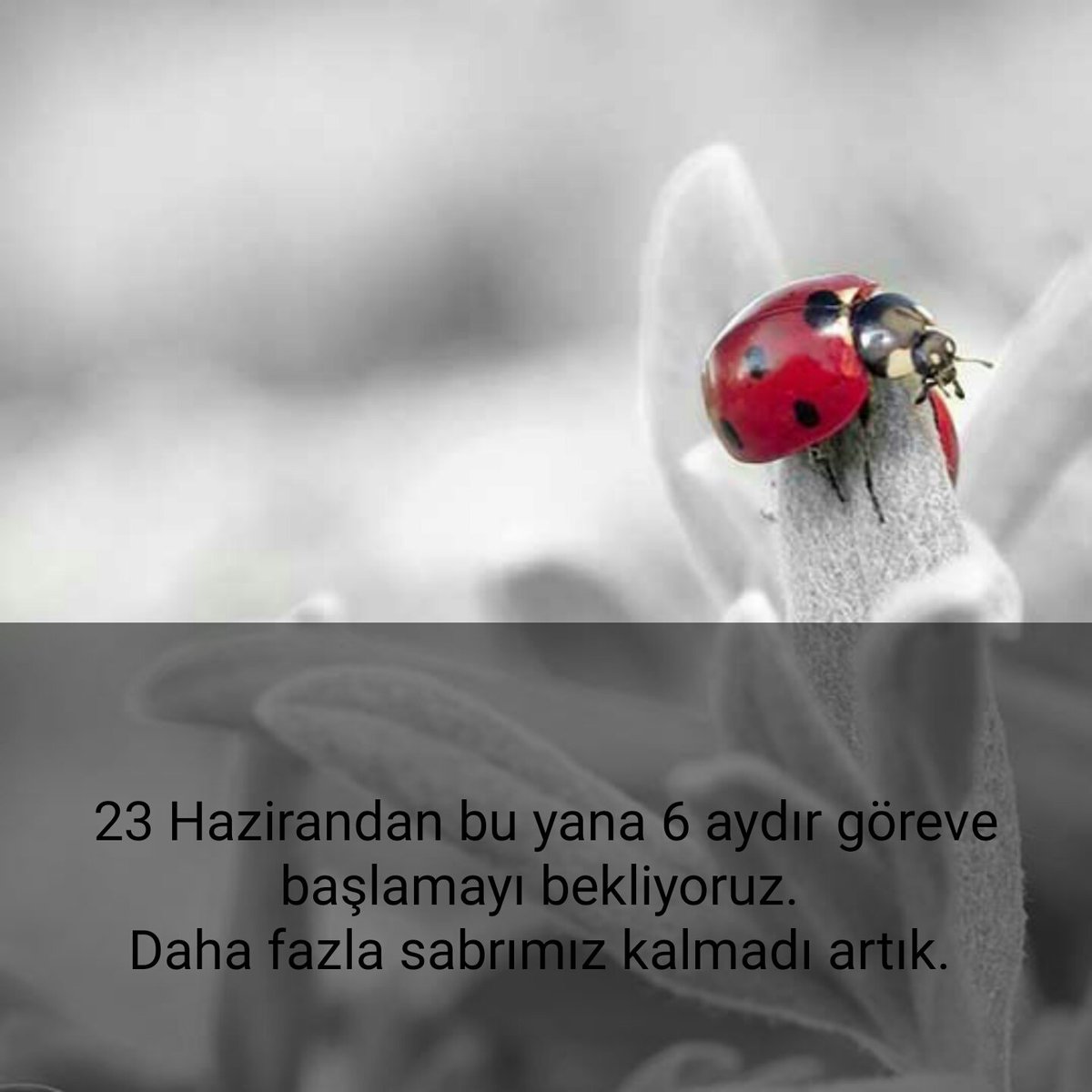 elifseyrek01's tweet photo. #1571SağlıkçıTopluGöreve ömrüm Beklemekle geçiyor 2 yıldır işsizim😭 sağlıkçı mağduriyetleri bitsin artık @RT_Erdogan @BA_Yildirim @suleymansoylu @dbdevletbahceli @AhmetAYDIN_02 @saglikbakanligi @Korkutata_Zeki
@seyfiuyanik
@suayipbirinci
@ElifGKazanci https://t.co/91kOnAogc6