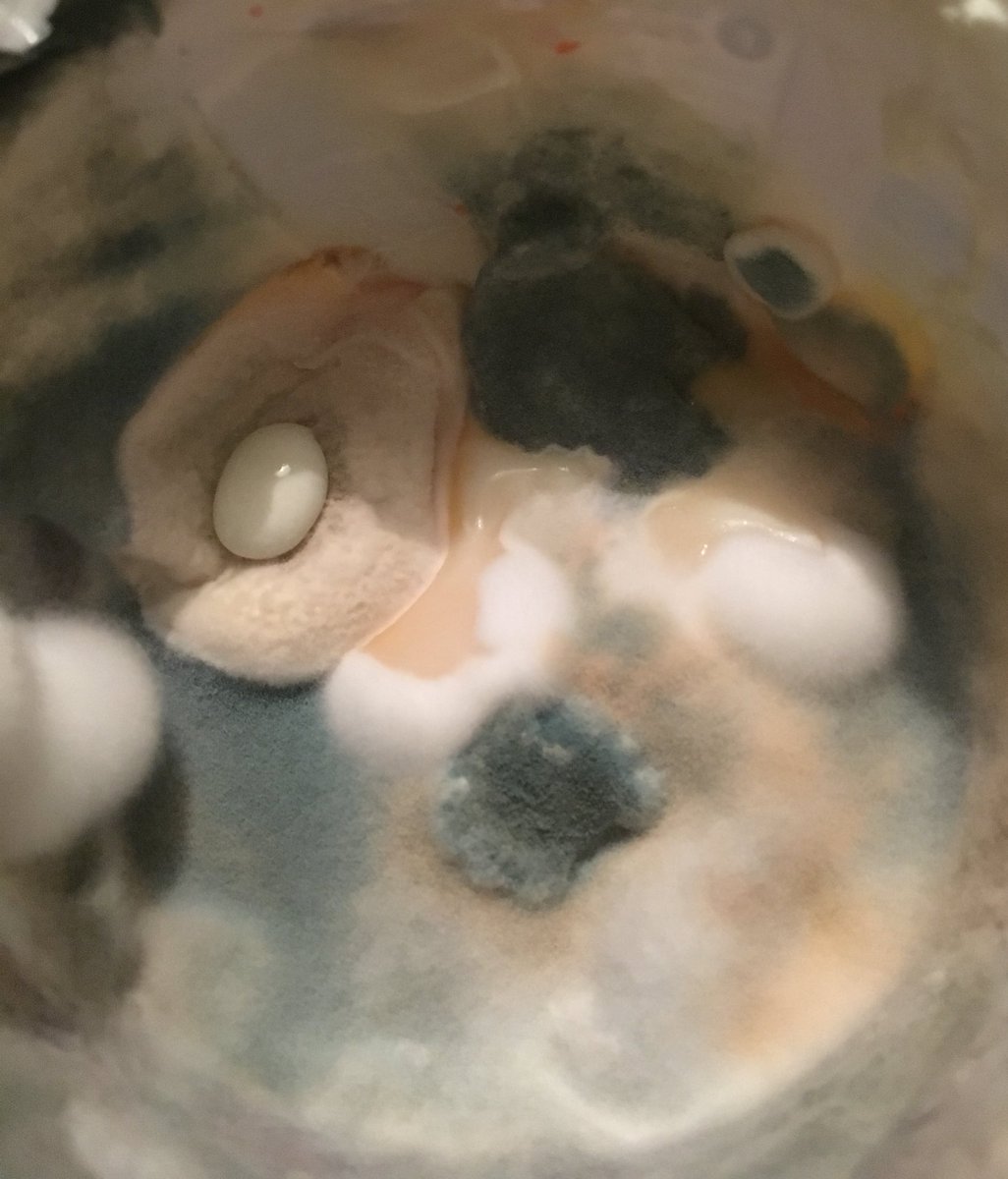 WaysideHealer's tweet photo. Wondered where that sour cream had gone... #backofthefridge 😱 https://t.co/KC6pIIidLw