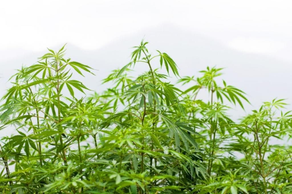StashMakers's tweet photo. This is why Hemp is beneficial for you and the environment 
https://t.co/XJuCZ9IZEh via @YouPlusCBD #cbdoil #cbd https://t.co/D1QITLytyj