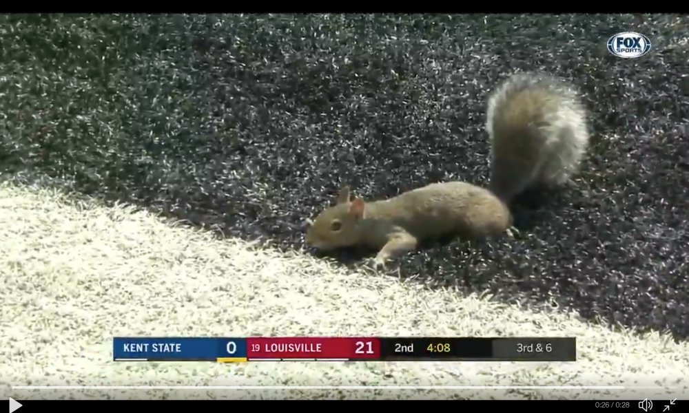 GameDayCritic's tweet photo. @CollegeGameDay @NissanUSA You know what to do, @HeismanTrophy. #SquirrelForHeisman https://t.co/PC9Pn74LvV