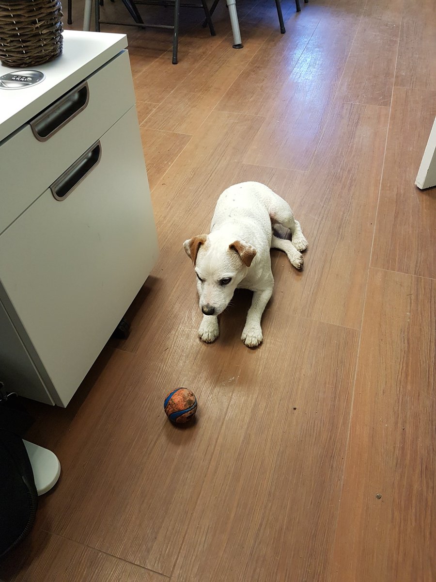 CYGrowers's tweet photo. "If I stare at the ball long enough, maybe it will throw itself?" #WallaceThoughts #cygrowers #wallace https://t.co/WnLj2XNCt3