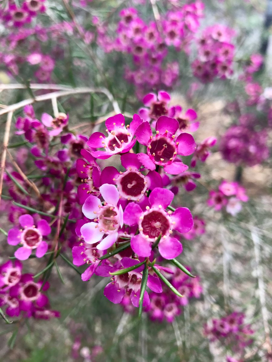 Geraldton Wax Flower Chamelaucium uncinatum ‘Purple Pride’ commonly more seen as a cut flower worldwide. Australian native #Myrtaceae
The specific “uncinatum” means hooked, referring to the tips of the leaves.