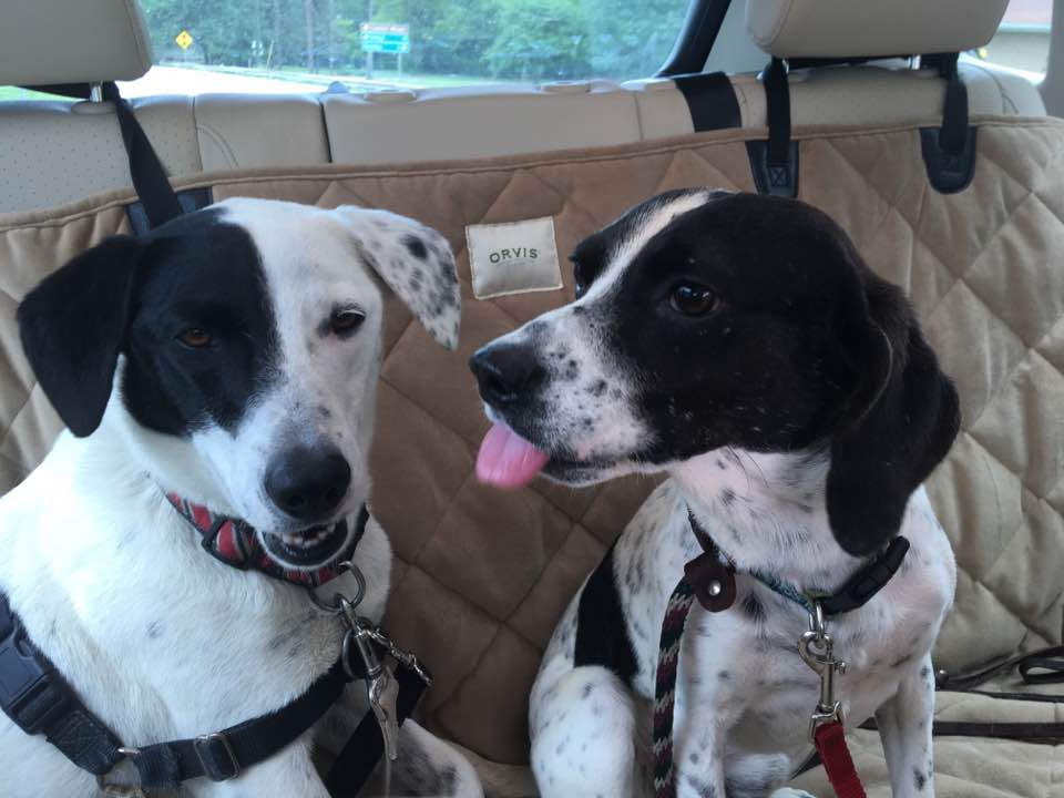 AAFPets's tweet image. If you donate to LightTheShelter.com THIS TUESDAY, a sponsor may match your donation - doubling your impact! #GivingTuesday #Sharingiscaring