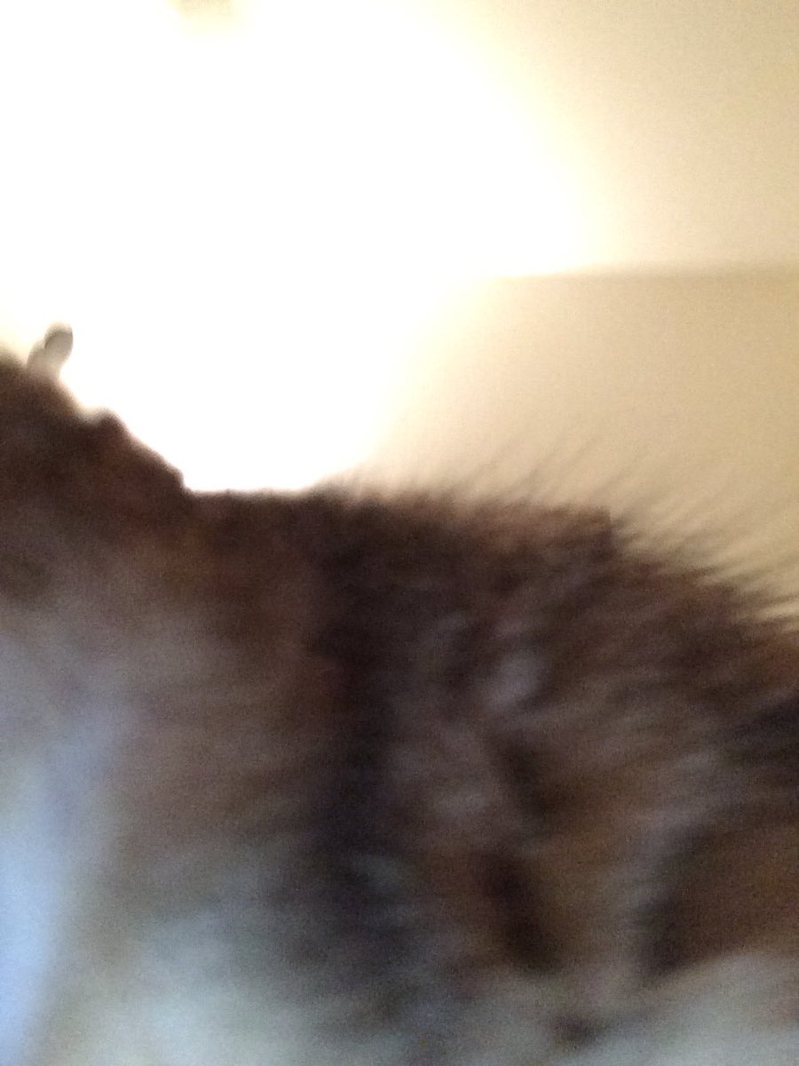KittyLuvBites's tweet photo. Mommy: Nanaโs *ahem* photography debut #self_expression ๐คฆโโ๏ธ๐ https://t.co/2yl6rVzVQX