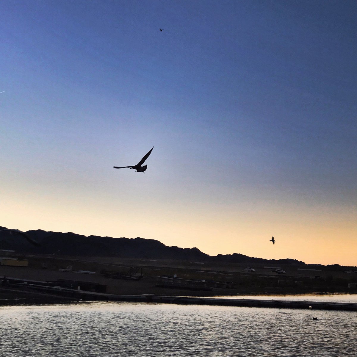 Soligo_Marta's tweet photo. Seagulls in the desert. #lakemead #nevada #lasvegas #seagull #desert #water #lake #history #nature #travelenjoyrespect #tourism #sustainability #sustainabletourism #iystd2017 https://t.co/ZPFG5SdMQZ