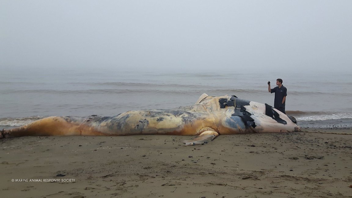 Lessons from a #conservation crisis: what we've learned from this summer's #RightWhale tragedy » ow.ly/dyR530gMpej