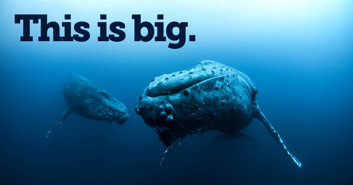 pewenvironment's tweet photo. 366 species of fish,
37 shark and ray species,
4 types of sea turtles, and
humpback whales can all be found in the Mexican Pacific area known as Revillagigedo. Today Mexico made it a national park—and the largest marine protected area in North America. https://t.co/FyFrrSsB9E https://t.co/4u1xFRdKWo