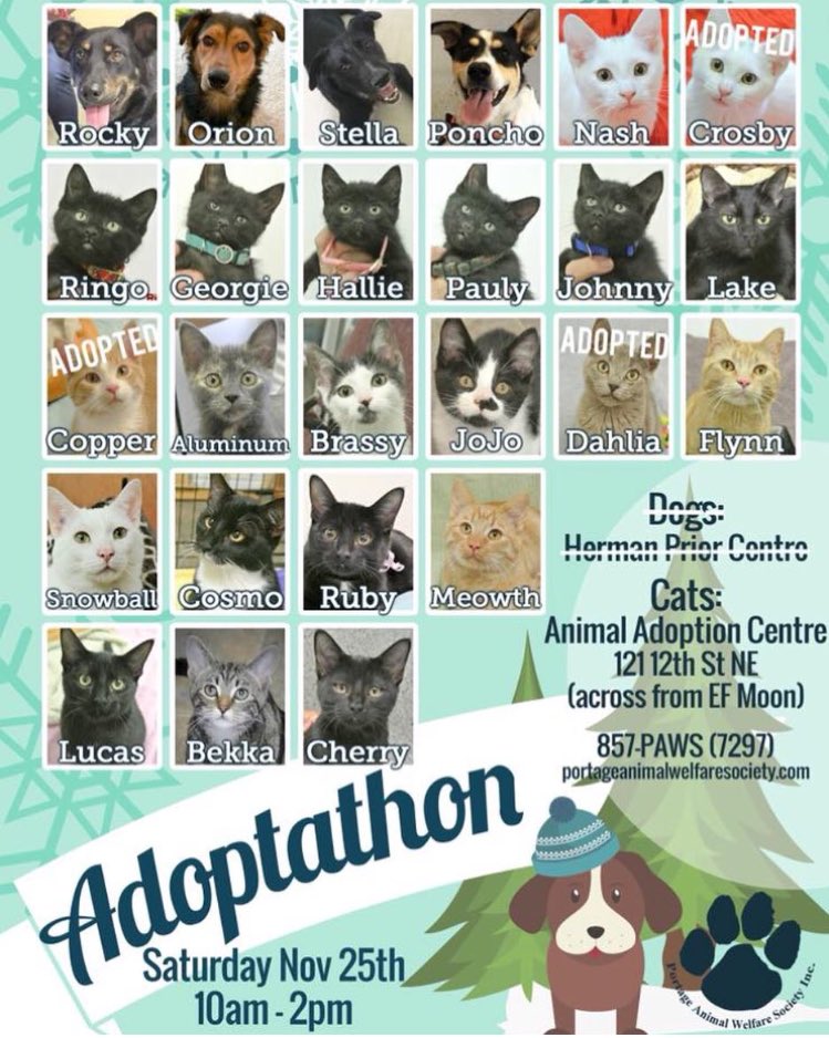 PAWSPortage's tweet photo. THIS Saturday ! Come meet our cats! https://t.co/xJHk9d5qAw