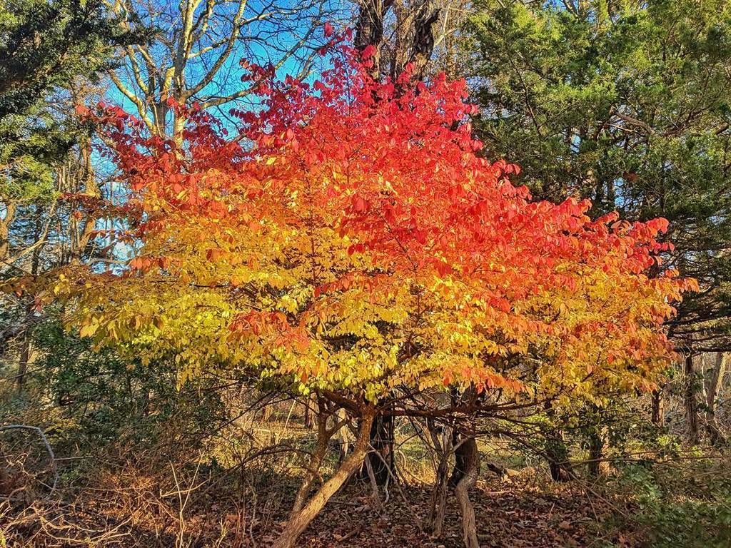 JoeActs's tweet photo. #Autumn #Fall #leaveschanging #TreeOnFire I love getting out of the city for some! #FreshAir #nature #wildlife https://t.co/XJoijUHGi1 https://t.co/3Ncl54Umpj