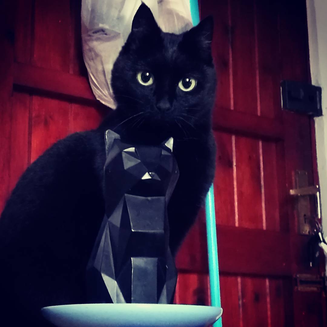 PyroPetCandles's tweet image. Why have one black kitty when you can have two! 🖤
📸 MissHilton88 #Pyropet #skeletoncandles #candles #cats