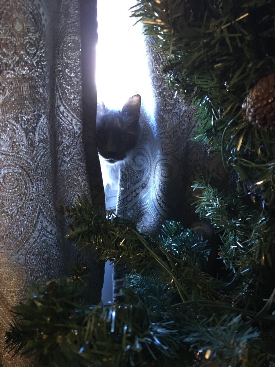 UEntertaining's tweet photo. *
*
Time to put the tree up π someone is pretty excited about it πΈ Are you a #BeforeThanksgiving or #AfterThanksgiving Christmas decorator? https://t.co/s5hNvF8Olr