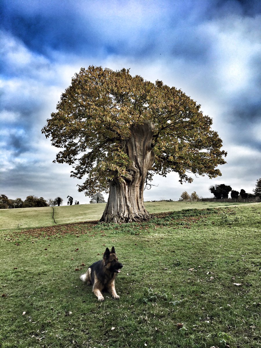 NSPoliceDogs's tweet photo. Overnight suspicious male trying door handles in Felixstowe tracked and located by PD Daley found to be in possession of Class A drugs #bonus #1detained #853 https://t.co/eVIB5J9dK3