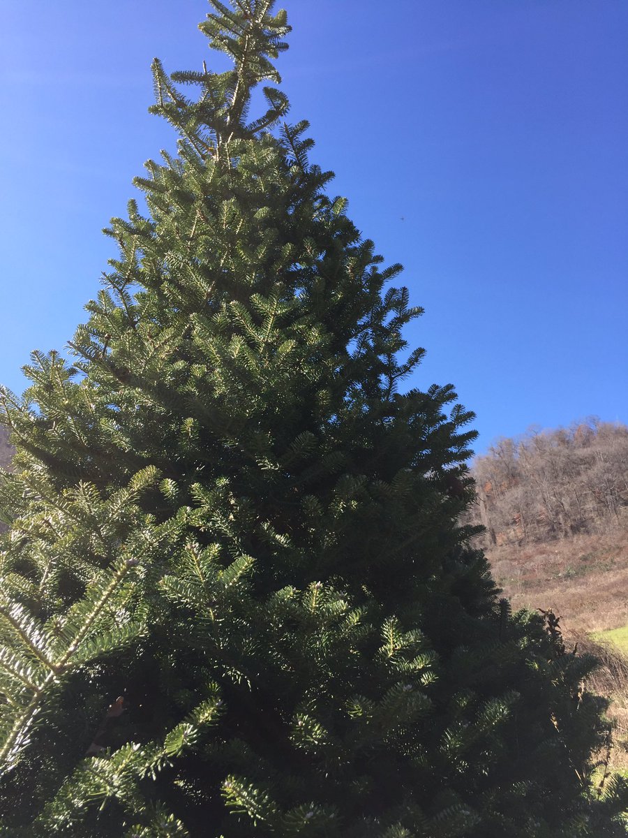cgullic's tweet photo. "It's not going in our yard Creel. It's going in our living room." #GullicFamilyChristmasTree #LittleFull #LotsOfSap https://t.co/ihKJfC3uk7
