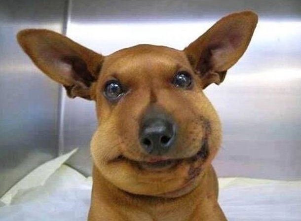 Hilarious snaps show what happens when dogs get too nosy around bees mirror.co.uk/news/uk-news/g…