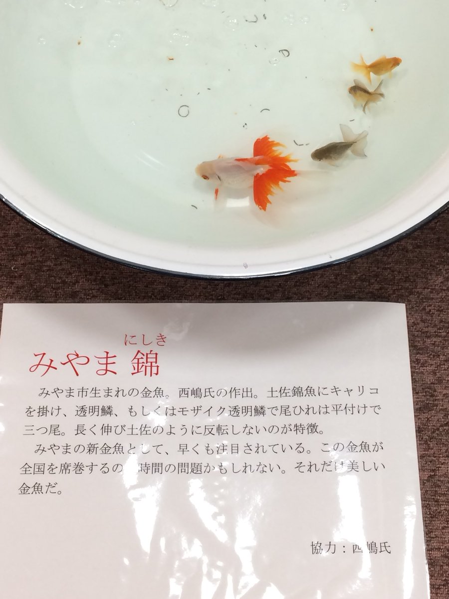 金魚グッズ担当 九州大金魚博覧会 展示魚