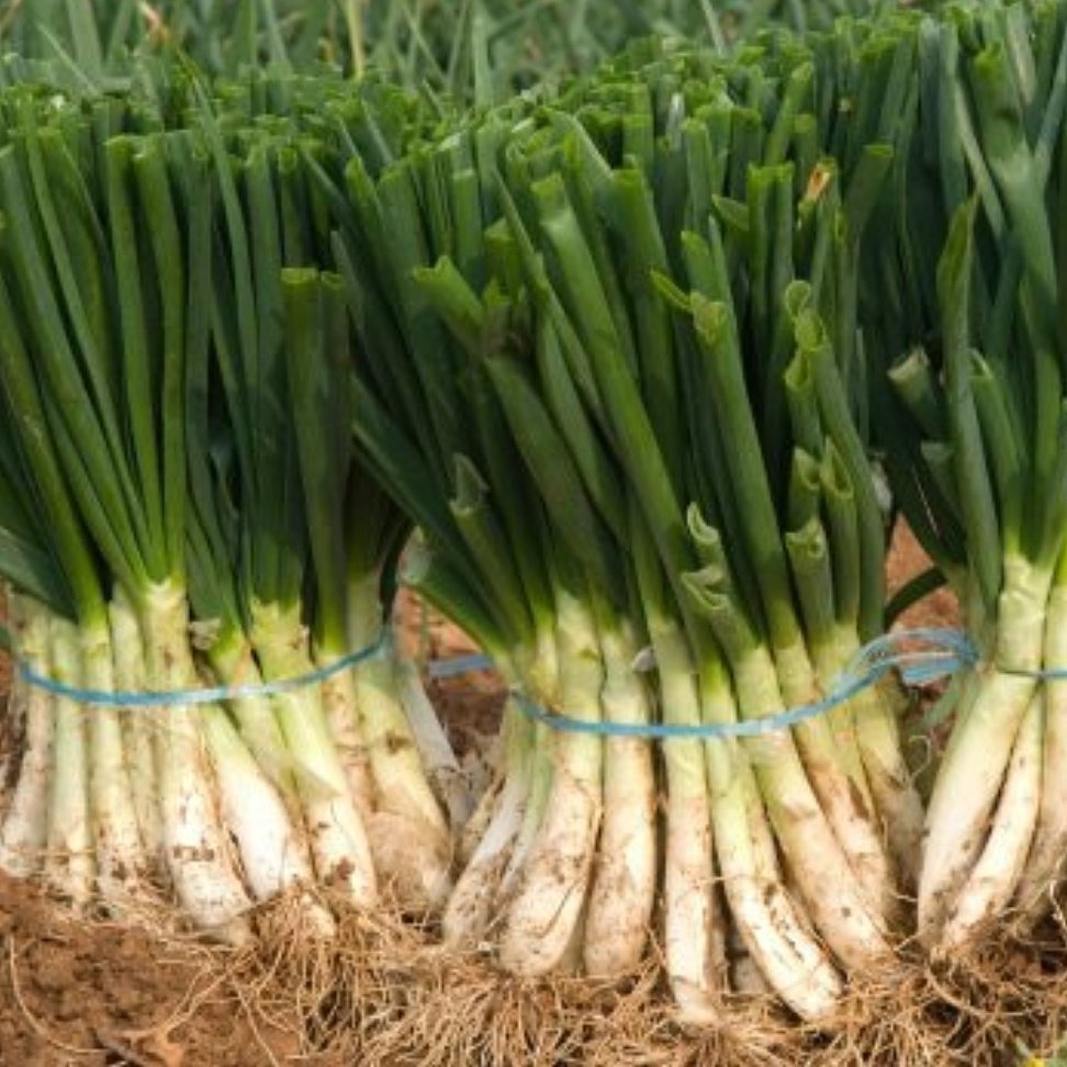 calnenet's tweet photo. Ciutadans del món 🌍, ja els tenim aquí! 🌱🌱 #calnenet #calçots #calçotada #romesco #Lleida #lleidatanament #calçotadalleida https://t.co/QT3plRtauD