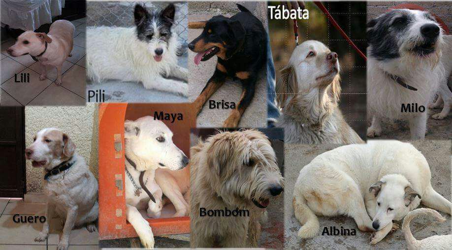 Perrosenlacalle's tweet photo. Mi sueño más grande en la vida es que los perritos que he rescatado y todos los perritos tengan alimento y una famila que los ame y los cuide. Ellos son algunos de nuestros rescatados adoptables, tenemos 80, apoya con alimento o adoptando Whatsapp 5552137528 https://t.co/2vrB2Ec5Yi