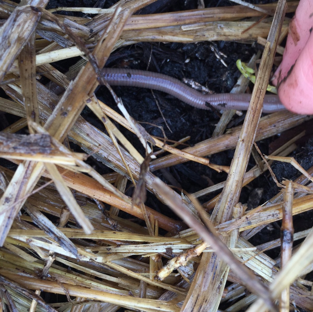 NardaNelson's tweet image. Thinking w/#Kimmerer, @Nxumalo71, &amp;amp; #Ginn about lines, boundaries &amp;amp; shapes #gardeninquiry will take @common_worlds