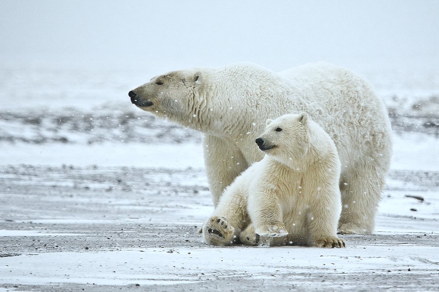 What’s a hungry polar bear to do? Wait.. and wait, sometimes for hours at a breathing hole in the ice. When a seal finally pops up for air, dinner is served. Polar bears (Ursus maritimus) can fast for long periods of time—in fact, pregnant females don’t feed for 8 months!
