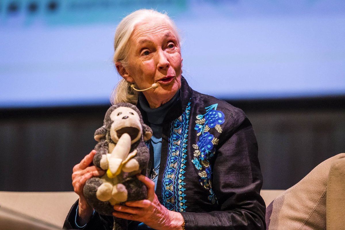 UsinadelArte's tweet photo. ¡Así vivimos la charla abierta con Dr. Jane Goodall en el #Auditorio! La científica conversó con el periodista @ninocesar sobre la conservación de las especies y su ambiente, y su trabajo con los jóvenes para el futuro con el @JaneGoodallInst ¡Mirá las fotos! https://t.co/ovsdOAJzcQ
