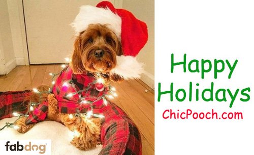 ChicPoochStore's tweet photo. STOREWIDE SALE β Shop & Save - https://t.co/HAuZGPA8XN Free Shipping & Chic Gift Offers #Dogs #Dog #Sale #Save #SpecialOffers #FreeShipping #ChicGift #DogApparel #DogSweaters #DogOuterwear #DogRaincoats #DogCollars #DogLeashes #DogToys #DogBeds #PetCarriers https://t.co/ofrWIOQR5B