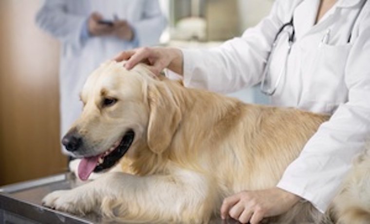 CaraotaDigital's tweet photo. Grupo de investigadores crearon un gel para que perros pierdan el miedo a fuego artificiales https://t.co/B7OrLMiH2q  https://t.co/OqDm8wE1UK