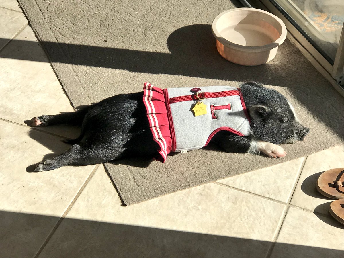 PatchThePig's tweet photo. I just can’t get enough of this hot Arizona sunshine! https://t.co/JVwJiCH5gM