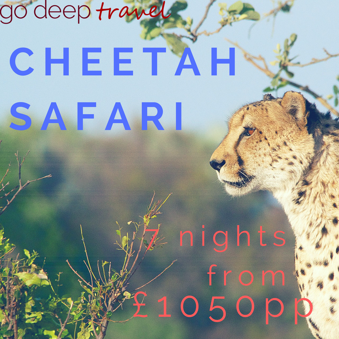 OwenandPlain's tweet photo. Meet the Cheetahs with this amazing #BlackFridayOffer .... Contact us today on 0330 113 1778 or ask@godeeptravel.com! #memoriesnotstuff https://t.co/dS1MZ8deGS