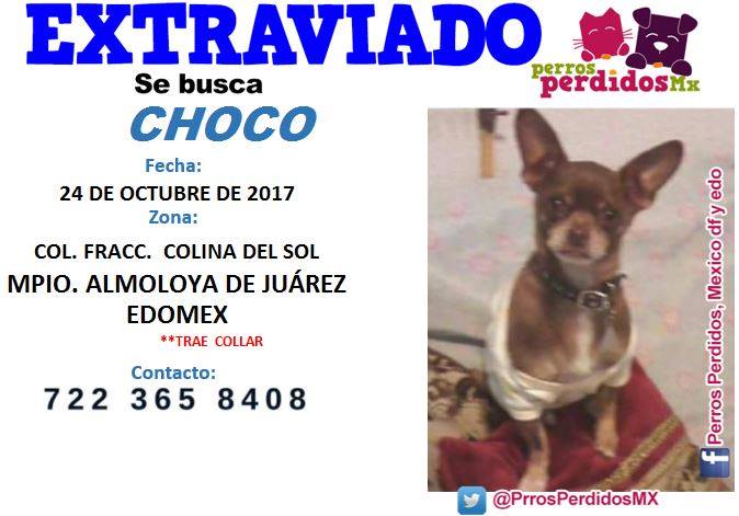 PetBookMexico's tweet photo. #EXTRAVIADO ¿LO HAS VISTO? #SEBUSCA #CHOCO #CHIHUAHUA #MACHO EL: 24 #OCTUBRE 2017 EN: COL. FRACC. #COLINADELSOL… https://t.co/5CupUP8Roc https://t.co/mcz3My7JUk