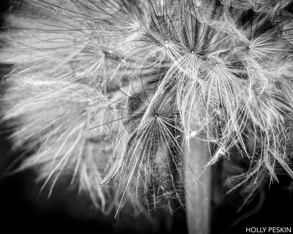 theg2gallery's tweet photo. The next incredible artist featured in our #DesignedEnvironment exhibit is Holly Peskin! “The Dandelion” was taken at Mammoth Lakes and “are in amazing abundance in the high mountain grasslands come springtime.” #G2Artists #G2Exhibits https://t.co/XXRTH549Un