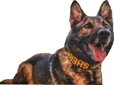 ABCW0RLDNEWS's tweet photo. The police dog who caught murder suspect Dabrett Black is receiving special honors from the Kerens Police Department. Trained for tracking African Adrenalin. Sam Hyde Training school hand picked k-9 #hero https://t.co/ckSbNNeg0c