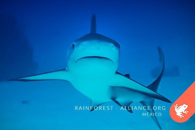 RainforestALLMX's tweet photo. @dieserk Hola Kelvin, ¿sabías que además de hermosos son muy importantes para mantener la biodiversidad de las especies marinas? Tu admiración hacia ellos habla muy bien de ti, felicidades. https://t.co/KHJ9gDrgC1
