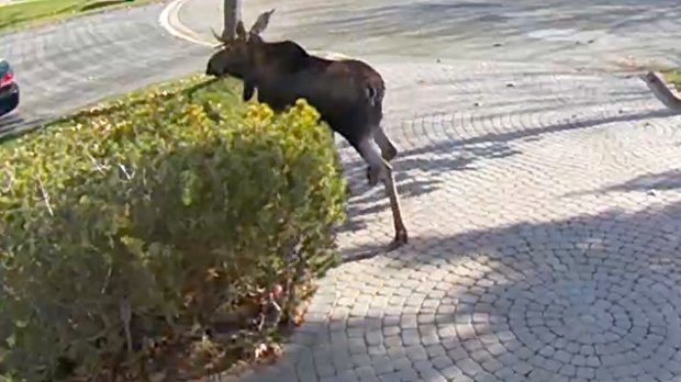 CP24's tweet photo. UPDATE: No moose sightings in Markham since 3 p.m., animal may be resting or sleeping https://t.co/AjZqk23wk4 https://t.co/mHKppKFqSa