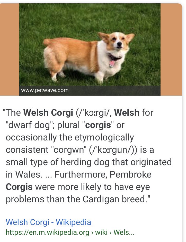 mic_151's tweet photo. @andrewvicary @NonStanford @Kona_Bob @ARoyle90 @trentchappo @joeyjoebag @sam_appo Non gave Andrew ‘Corgi’ Vicary a new nickname this morning. Striking resemblance https://t.co/RC38KS7Zwb