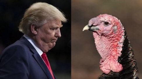 MKRIZSA50's tweet photo. .@realDonaldTrump
@SenateMajLdr
#realTurkey
Birds of a feather... https://t.co/kPEBnw9BIu