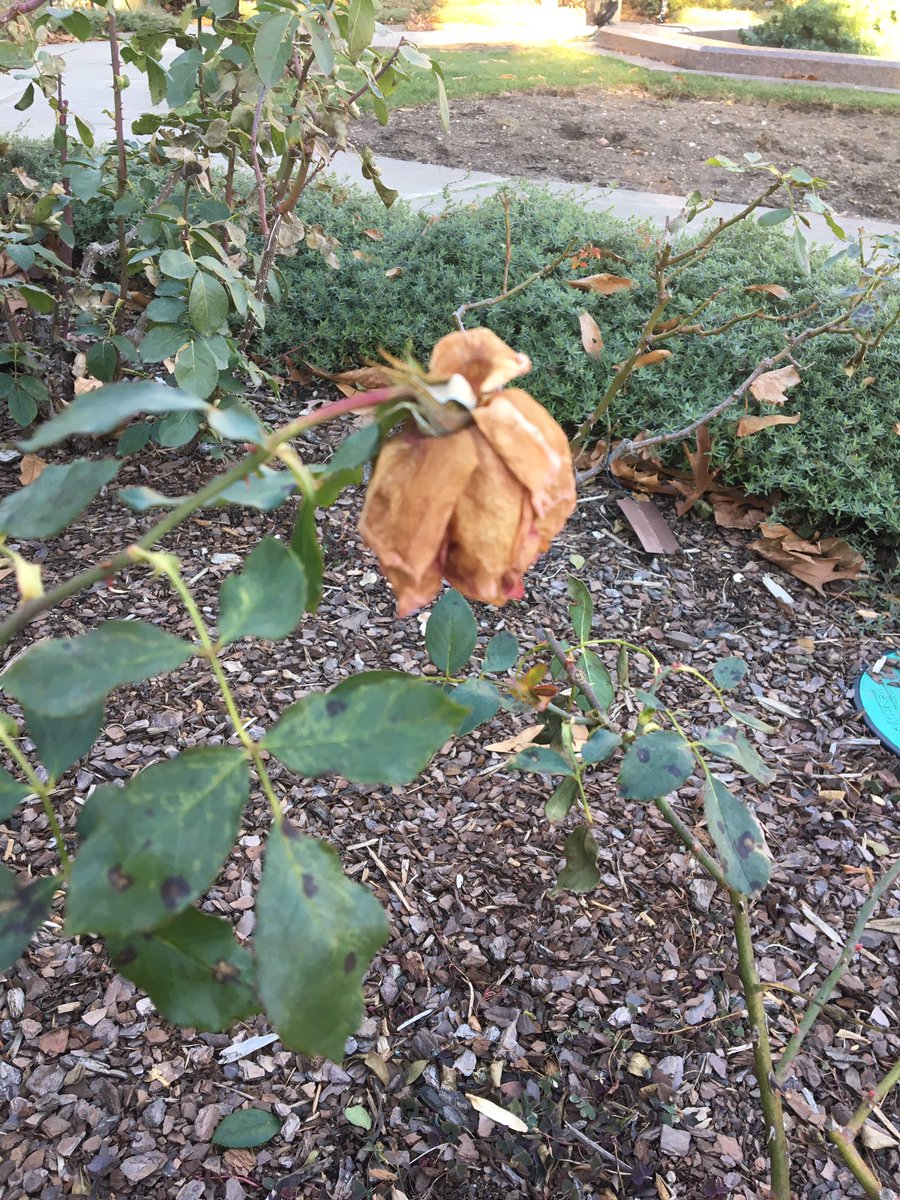 Sorcyress's tweet photo. I have seen this rose variety before!! It's probably my actual favourite! @cbgarden #countrydancer https://t.co/BABu3aX1bM