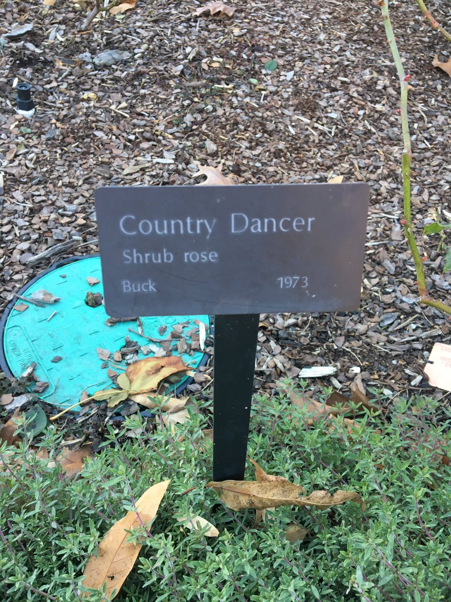 Sorcyress's tweet photo. I have seen this rose variety before!! It's probably my actual favourite! @cbgarden #countrydancer https://t.co/BABu3aX1bM