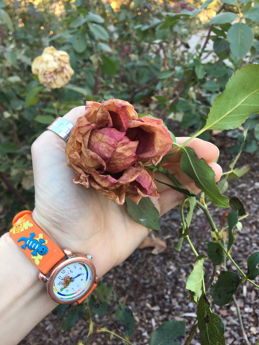 Sorcyress's tweet photo. I have seen this rose variety before!! It's probably my actual favourite! @cbgarden #countrydancer https://t.co/BABu3aX1bM