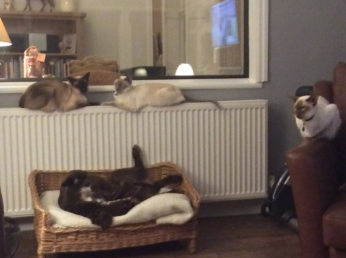 Diablo_Siamese's tweet photo. Assume the stare at them position so they feed us #silentreminder #redtheworkingcockerspaniel #comeonfolks #CatsofTwitter https://t.co/hfEysLWDos