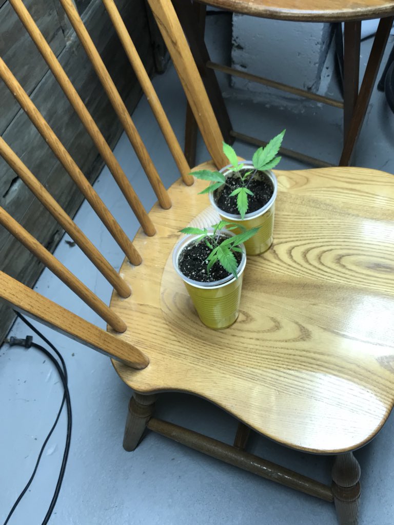 SisterSpliff's tweet photo. New #clones I just picked up from a friend #jacktheripper #weed #weedporn #girlsgrowtoo #stoner #homegrown #love #beautiful #tgif #cannabis https://t.co/0IoQtDnjdz