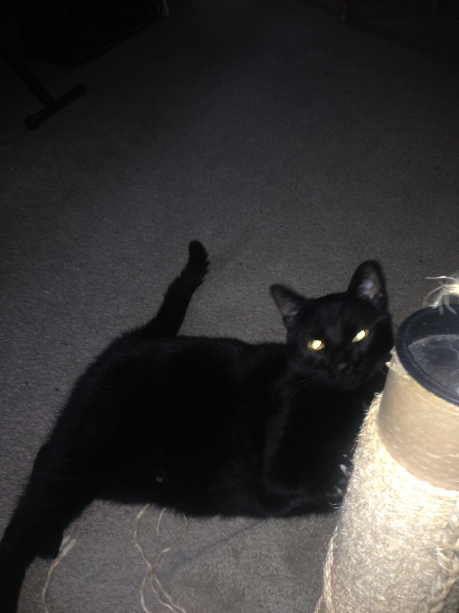 PistolAndQueen's tweet photo. One year ago last night, on a midnight stroll, this creature loudly said Hello. She followed us 2 blocks, across a 4 lane road, waited outside the shop then followed us back home. She came in & never left. I guess it's our adoption day, Rock &Roll Ruby #RubyTuesday #RubyMyDear https://t.co/uubOnavp6Y
